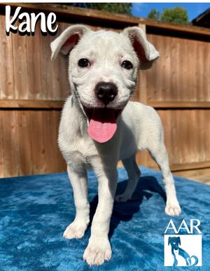 Kane, Mixed Breed, puppy, available for adoption