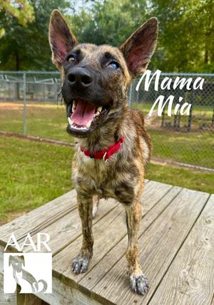 Mama Mia, Belgian Shepherd Malinois, adult, available for adoption