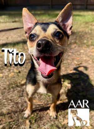 Tito, Chihuahua, adult, available for adoption