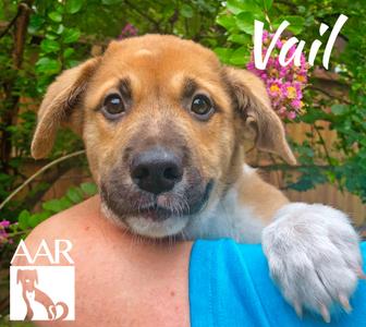 Vail, Labrador Retriever, young, available for adoption