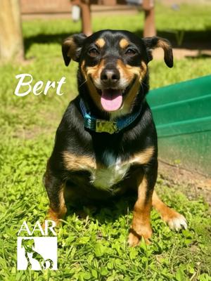 Bert, Chihuahua/Dachshund, adult, available for adoption