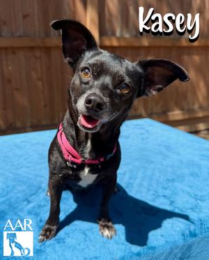 Kasey, Chihuahua, senior, available for adoption