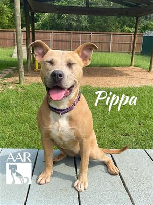 Pippa, Carolina Dog/Staffordshire Bull Terrier, young, available for adoption