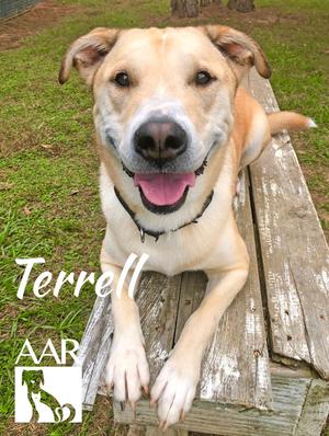Terrell, Carolina Dog/Labrador Retriever, adult, available for adoption