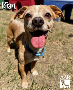 Kian, Chihuahua/Dachshund, adult, available for adoption