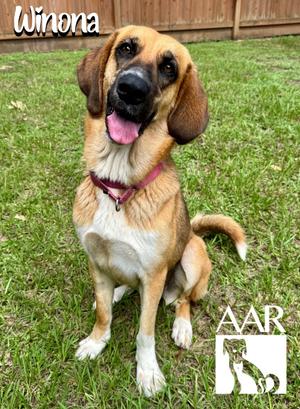 Wynonna, Foxhound/Beagle, young, available for adoption