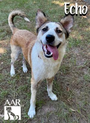 A happy dog named Echo standing on grass, with its tongue out and tail wagging.