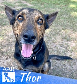 Thor, Shepherd, adult, available for adoption