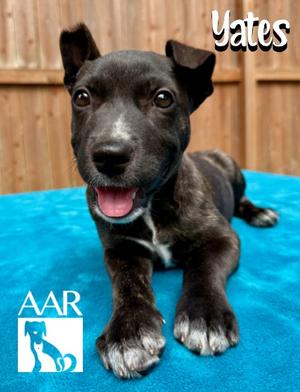 Yates, Plott Hound/Mixed Breed, puppy, available for adoption