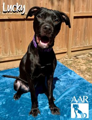 Lucky, Staffordshire Bull Terrier/Pit Bull Terrier, young, available for adoption