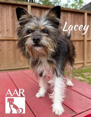 Lacey, Cairn Terrier/Border Terrier, adult, available for adoption