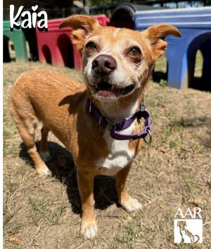 Kaia, Chihuahua/Dachshund, adult, available for adoption