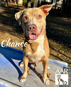 Chance, Pit Bull Terrier/Weimaraner, adult, available for adoption
