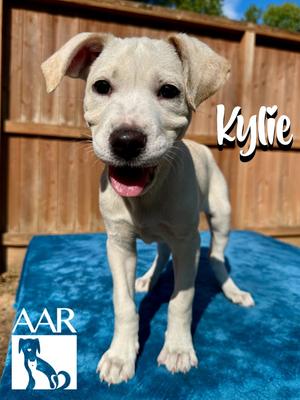 Kylie, Mixed Breed, puppy, available for adoption
