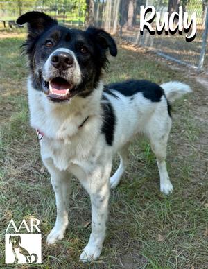 Rudy, Australian Shepherd/Border Collie, young, available for adoption