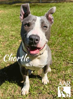 Chortle, Pit Bull Terrier, adult, available for adoption