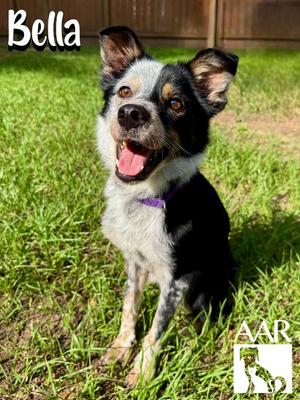 Bella, Australian Shepherd, adult, available for adoption