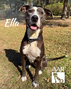 Ella, Pit Bull Terrier/Mixed Breed, adult, available for adoption