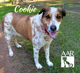 Cookie, Australian Cattle Dog/Blue Heeler/Coonhound, senior, available for adoption