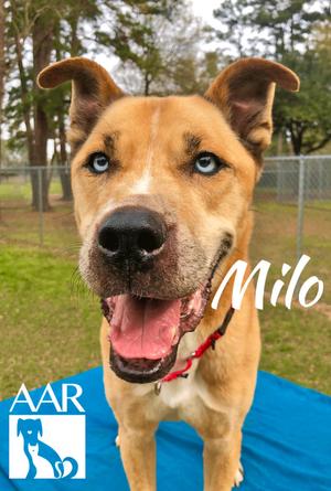 Milo, Husky/Black Mouth Cur, senior, available for adoption
