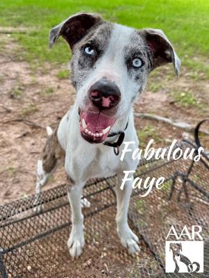 Fabulous Faye, Catahoula Leopard Dog, young, available for adoption