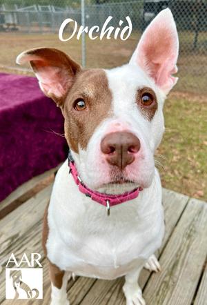 Orchid, Staffordshire Bull Terrier, adult, available for adoption