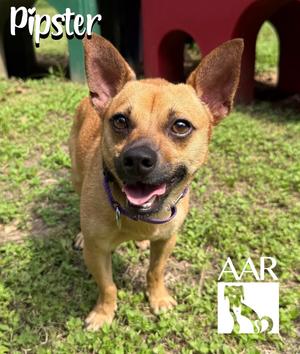 Pipster, Chihuahua/Dachshund, young, available for adoption