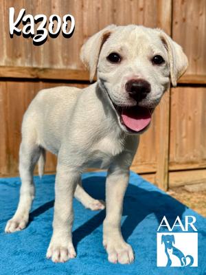 Kazoo, Mixed Breed, puppy, available for adoption