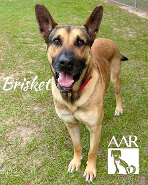 Brisket, German Shepherd Dog/Belgian Shepherd Dog Sheepdog, adult, available for adoption