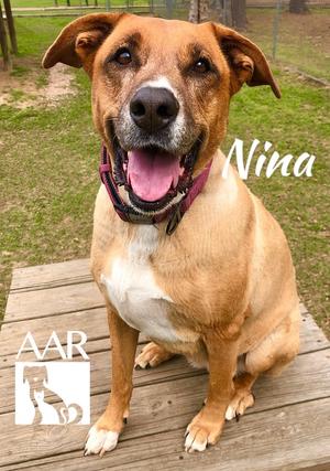 Nina, Shepherd/Labrador Retriever, senior, available for adoption