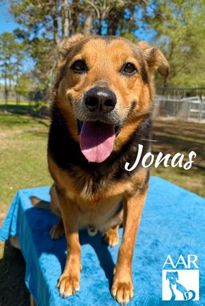 Jonas, Shepherd, senior, available for adoption