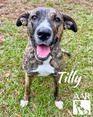 Tilly, Plott Hound/Mountain Cur, adult, available for adoption