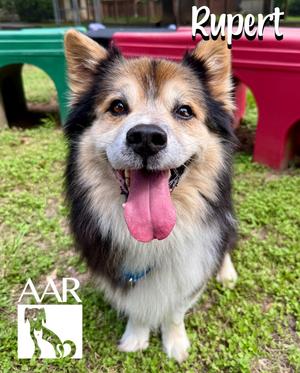 Rupert, Corgi/Australian Shepherd, senior, available for adoption