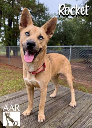 Rocket, Husky/Mixed Breed, young, available for adoption