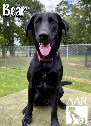 Bear, Labrador Retriever, young, available for adoption