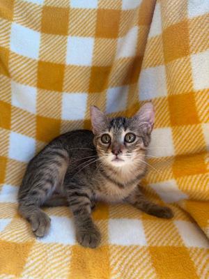 Carla, young, available for adoption