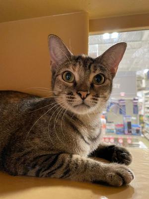 Cougar, adult, available for adoption