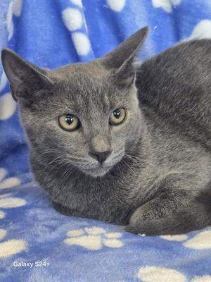 Billy Bob, available for adoption