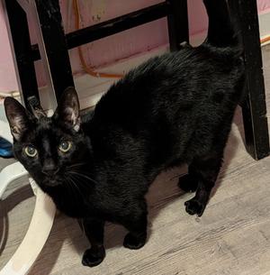 Giza, adult, available for adoption