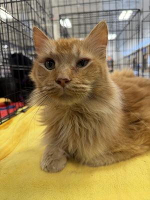 Dante, adult, available for adoption