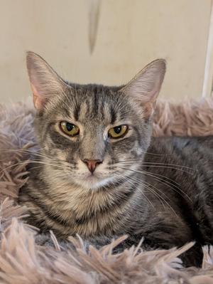 Bree, young, available for adoption