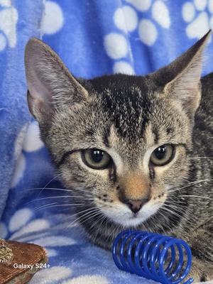 Bogie, young, available for adoption