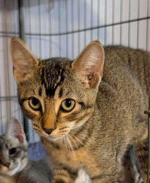 Georgie, young, available for adoption