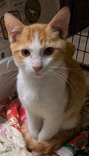 Chippy, young, available for adoption