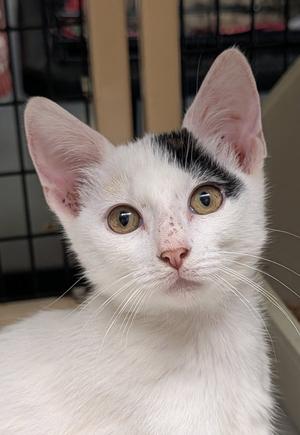 Calypso, young, available for adoption