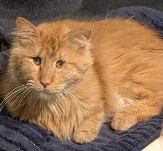 Charles, adult, available for adoption