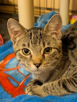 Anise, young, available for adoption