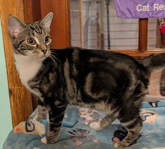 Annette, young, available for adoption