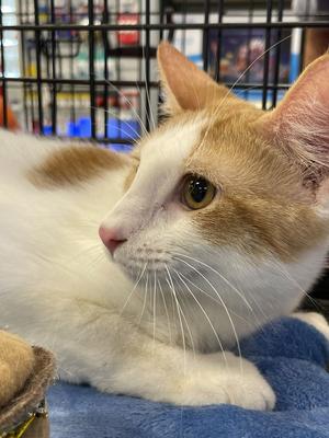 Elliott, adult, available for adoption