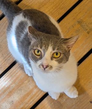 Bam Bam, young, available for adoption